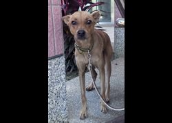苗栗縣動物保護教育園區,編號:467377, 混種犬          