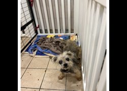新北市瑞芳區公立動物之家,編號:467375, 混種犬          
