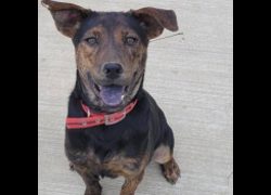 臺南市動物之家灣裡站,編號:467386, 混種犬          
