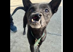 臺南市動物之家灣裡站,編號:467389, 混種犬          