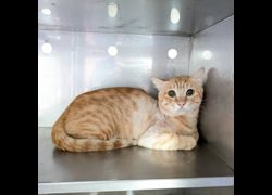 新竹縣動物保護教育園區,編號:462761, 混種貓                 