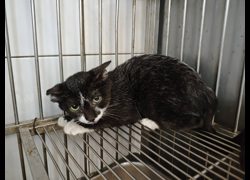 南投縣公立動物收容所,編號:467423, 混種貓                 