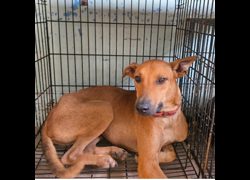 臺南市動物之家灣裡站,編號:467391, 混種犬          