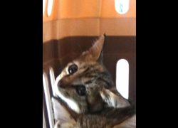 宜蘭縣流浪動物中途之家,編號:467397, 混種貓                 