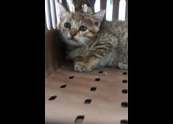 宜蘭縣流浪動物中途之家,編號:467398, 混種貓                 