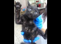 宜蘭縣流浪動物中途之家,編號:467402, 混種貓                 