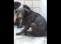 宜蘭縣流浪動物中途之家,編號:467404, 混種犬          
