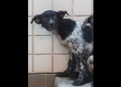 宜蘭縣流浪動物中途之家,編號:467405, 混種犬          