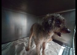 新北市中和區公立動物之家,編號:467439, 貴賓犬        