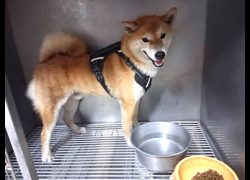 高雄市壽山動物保護教育園區,編號:467442, 混種犬          