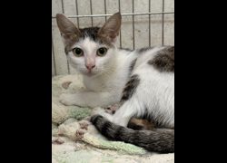 苗栗縣動物保護教育園區,編號:467458, 混種貓                 