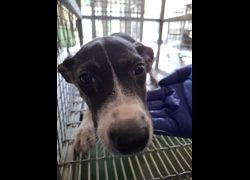 臺南市動物之家善化站,編號:467467, 混種犬          