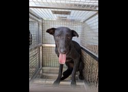 臺南市動物之家善化站,編號:467468, 混種犬          