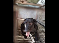 臺南市動物之家善化站,編號:467469, 混種犬          