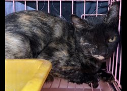 臺東縣動物收容中心,編號:467473, 混種貓                 
