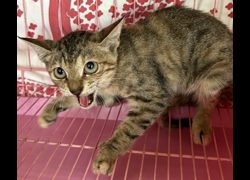 臺東縣動物收容中心,編號:467474, 混種貓                 