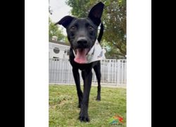 臺中市動物之家后里園區,編號:407112, 混種犬          