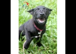 臺中市動物之家后里園區,編號:462037, 混種犬          