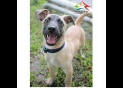臺中市動物之家后里園區,編號:465519, 混種犬          