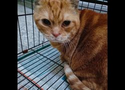 新北市新店區公立動物之家,編號:467476, 曼赤肯貓