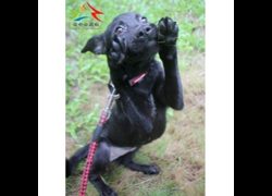 臺中市動物之家后里園區,編號:459296, 混種犬          