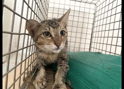 臺北市動物之家,編號:467478, 混種貓                 