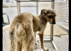 臺北市動物之家,編號:467481, 混種犬          