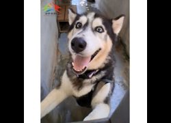 臺中市動物之家后里園區,編號:467477, 混種犬          