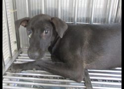 高雄市壽山動物保護教育園區,編號:467508, 混種犬          