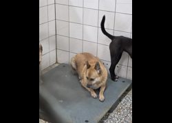 高雄市壽山動物保護教育園區,編號:467510, 混種犬          