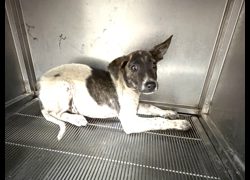 高雄市壽山動物保護教育園區,編號:467512, 混種犬          