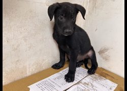 高雄市壽山動物保護教育園區,編號:467514, 混種犬          