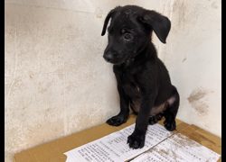 高雄市壽山動物保護教育園區,編號:467515, 混種犬          