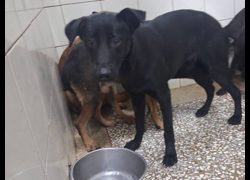 高雄市壽山動物保護教育園區,編號:467516, 混種犬          