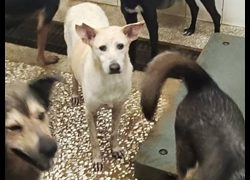 高雄市壽山動物保護教育園區,編號:467520, 混種犬          