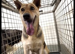 高雄市壽山動物保護教育園區,編號:467522, 混種犬          