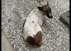 高雄市壽山動物保護教育園區,編號:467524, 混種犬          