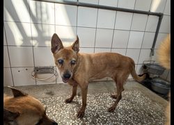 高雄市壽山動物保護教育園區,編號:467525, 混種犬          