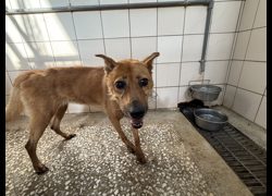 高雄市壽山動物保護教育園區,編號:467526, 混種犬          