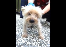 宜蘭縣流浪動物中途之家,編號:467436, 約克夏