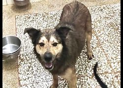高雄市壽山動物保護教育園區,編號:467528, 混種犬          