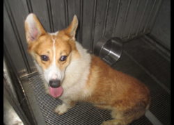 桃園市動物保護教育園區,編號:467529, 威爾斯柯基犬              