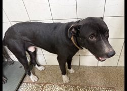 高雄市壽山動物保護教育園區,編號:467530, 混種犬          