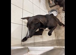 高雄市壽山動物保護教育園區,編號:467531, 混種犬          