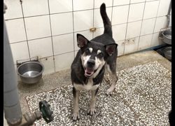 高雄市壽山動物保護教育園區,編號:467532, 混種犬          