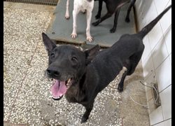 高雄市壽山動物保護教育園區,編號:467534, 混種犬          