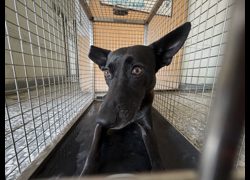 高雄市壽山動物保護教育園區,編號:467547, 混種犬          