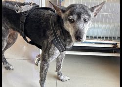 高雄市壽山動物保護教育園區,編號:467550, 混種犬          