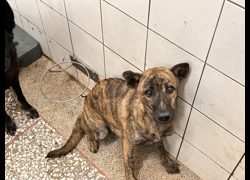 高雄市壽山動物保護教育園區,編號:467551, 混種犬          