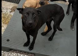 高雄市壽山動物保護教育園區,編號:467553, 混種犬          